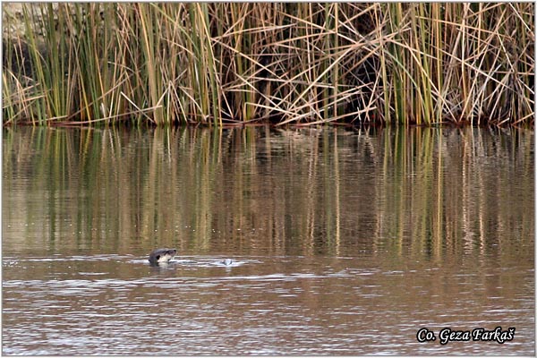 50_otter.jpg - European Otter, Lutra lutra, Vidra,  Mesto - Location: Temerin, Serbia