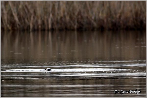 51_otter.jpg - European Otter, Lutra lutra, Vidra,  Mesto - Location: Temerin, Serbia