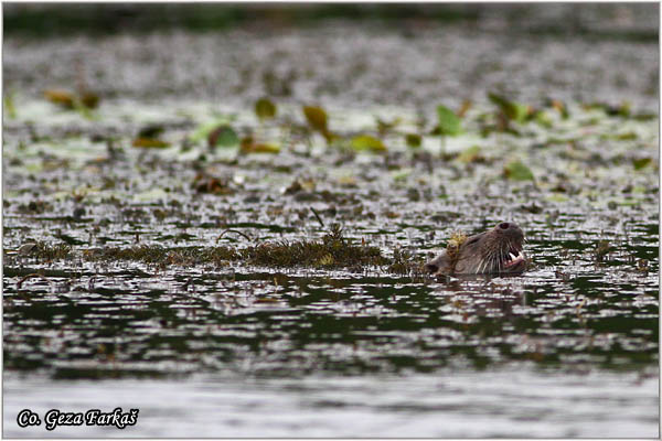 52_otter.jpg - European Otter, Lutra lutra, Vidra,  Mesto - Location: Koviljski rit, Serbia