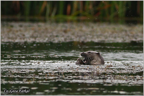 53_otter.jpg - European Otter, Lutra lutra, Vidra,  Mesto - Location: Koviljski rit, Serbia