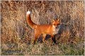 06_fox