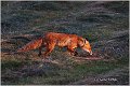 12_fox