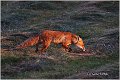 12_fox