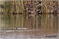 50_otter