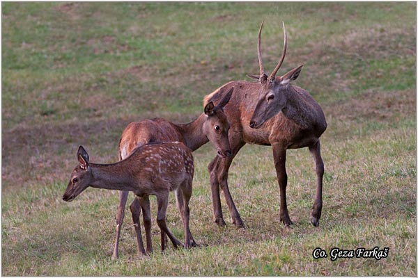 003_red_deer.jpg - Red Deer, Cervus elaphus, Jelen, Location: Fruka gora, Serbia