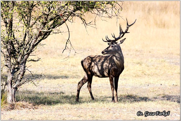 004_red_deer.jpg - Red Deer, Cervus elaphus, Jelen, Location: Gornje podunavlje, Serbia
