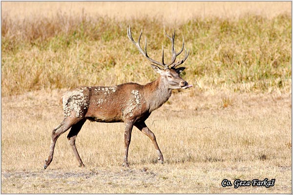 007_red_deer.jpg - Red Deer, Cervus elaphus, Jelen, Location: Gornje podunavlje, Serbia