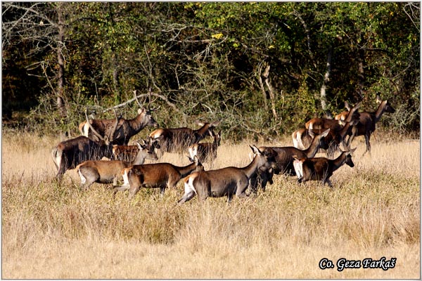 010_red_deer.jpg - Red Deer, Cervus elaphus, Jelen, Location: Gornje podunavlje, Serbia