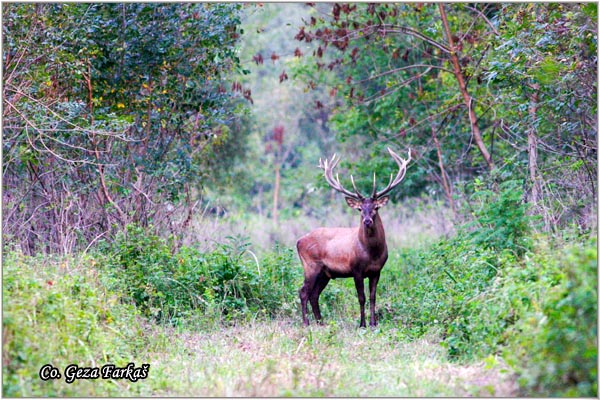 012_red_deer.jpg - Red Deer, Cervus elaphus, Jelen, Location: Gornje podunavlje, Serbia