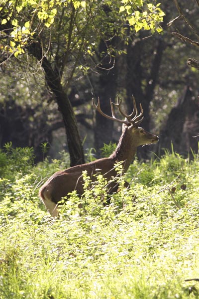 013_red_deer.jpg