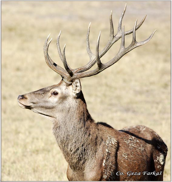 014_red_deer.jpg - Red Deer, Cervus elaphus, Jelen, Location: Gornje podunavlje, Serbia