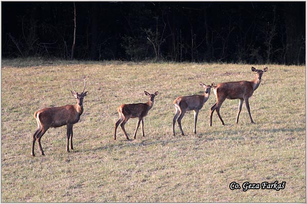 017_red_deer.jpg - Red Deer, Cervus elaphus, Jelen, Location: Fruka gora, Serbia