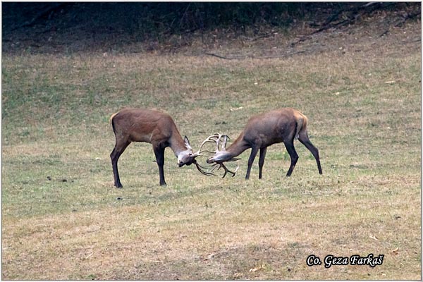 020_red_deer.jpg - Red Deer, Cervus elaphus, Jelen, Location: Fruka gora, Serbia