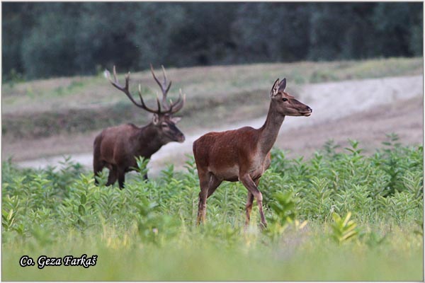 028_red_deer.jpg - Red Deer, Cervus elaphus, Jelen, Location: Gornje podunavlje, Serbia