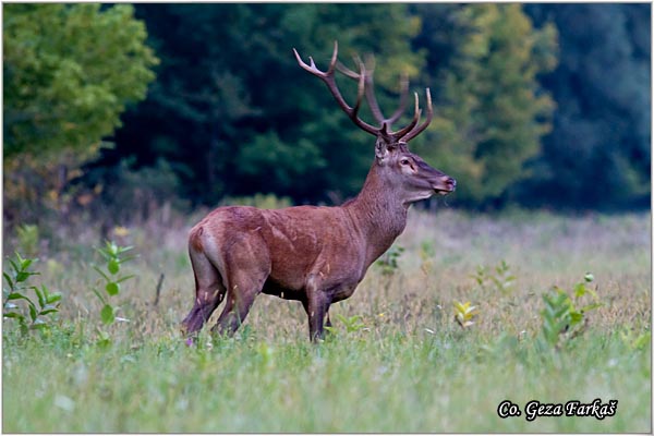 029_red_deer.jpg - Red Deer, Cervus elaphus, Jelen, Location: Gornje podunavlje, Serbia