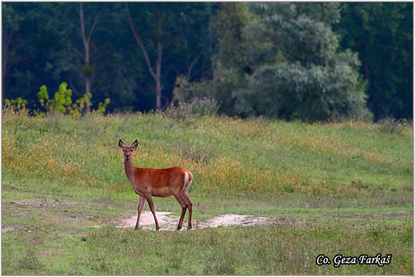 030_red_deer.jpg - Red Deer, Cervus elaphus, Jelen, Location: Gornje podunavlje, Serbia
