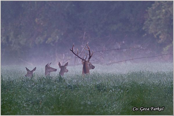 031_red_deer.jpg - Red Deer, Cervus elaphus, Jelen, Location: Gornje podunavlje, Serbia