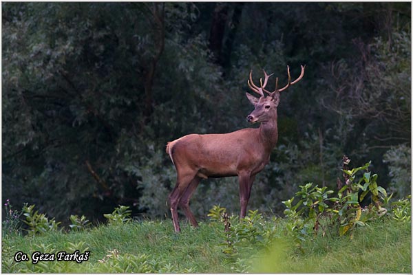 034_red_deer.jpg - Red Deer, Cervus elaphus, Jelen, Location: Gornje podunavlje, Serbia