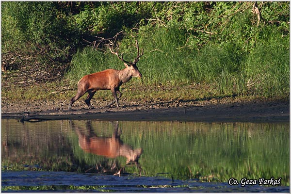 035_red_deer.jpg - Red Deer, Cervus elaphus, Jelen, Location: Gornje podunavlje, Serbia