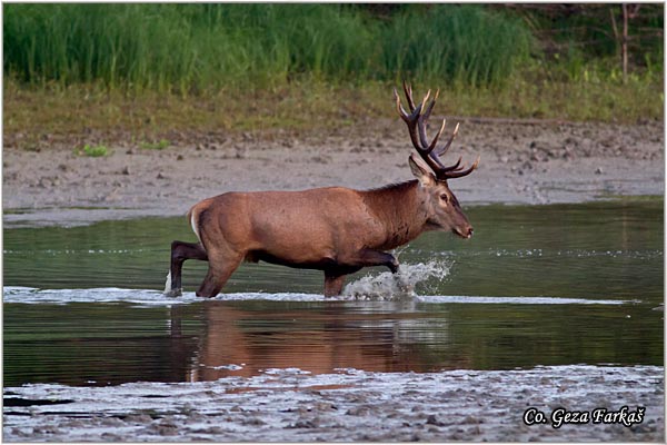 036_red_deer.jpg - Red Deer, Cervus elaphus, Jelen, Location: Gornje podunavlje, Serbia