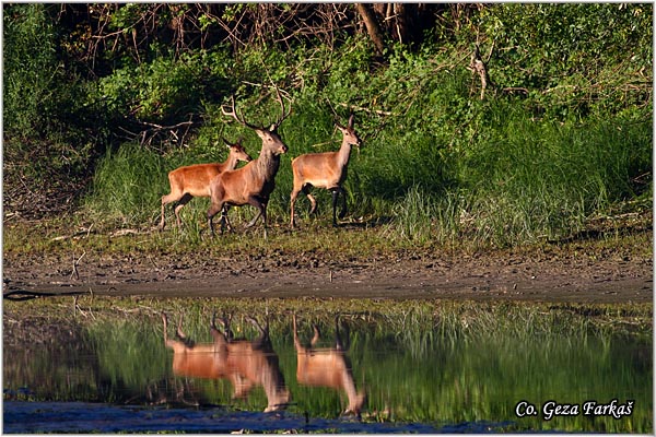 038_red_deer.jpg - Red Deer, Cervus elaphus, Jelen, Location: Gornje podunavlje, Serbia