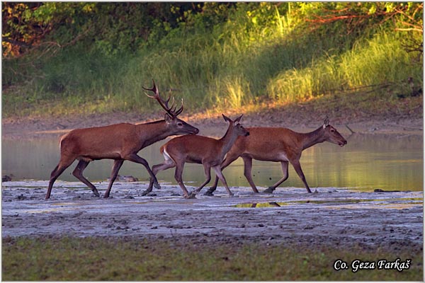 040_red_deer.jpg - Red Deer, Cervus elaphus, Jelen, Location: Gornje podunavlje, Serbia