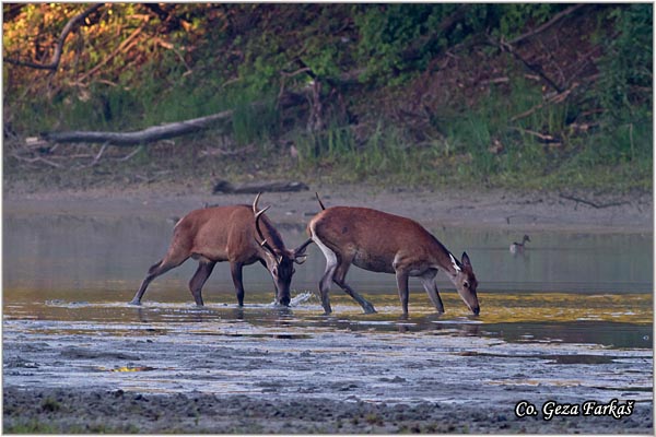 041_red_deer.jpg - Red Deer, Cervus elaphus, Jelen, Location: Gornje podunavlje, Serbia