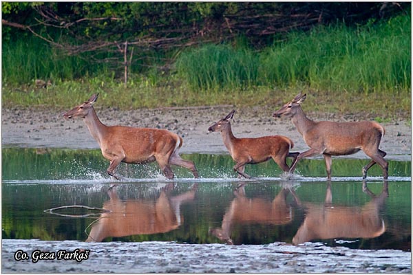 042_red_deer.jpg - Red Deer, Cervus elaphus, Jelen, Location: Gornje podunavlje, Serbia