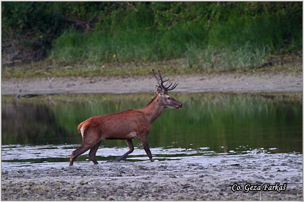 043_red_deer.jpg - Red Deer, Cervus elaphus, Jelen, Location: Gornje podunavlje, Serbia
