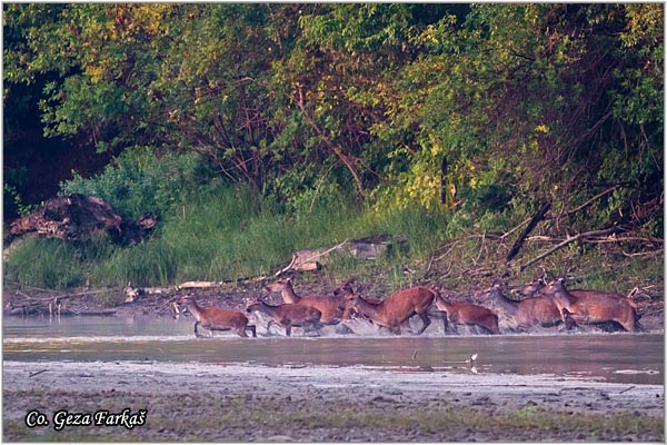 046_red_deer.jpg - Red Deer, Cervus elaphus, Jelen, Location: Gornje podunavlje, Serbia