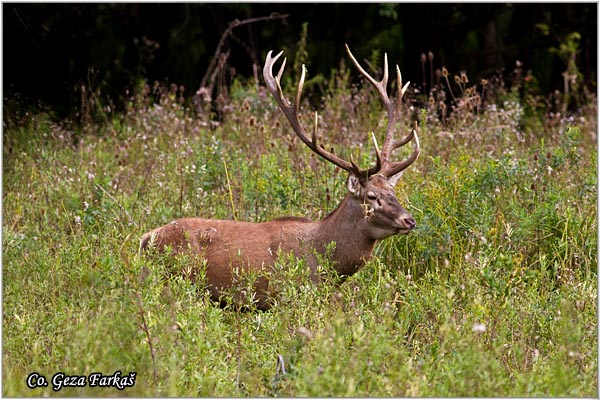 048_red_deer.jpg - Red Deer, Cervus elaphus, Jelen, Location: Gornje podunavlje, Serbia