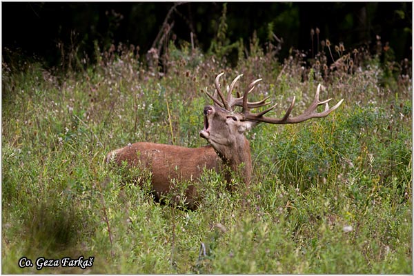 049_red_deer.jpg - Red Deer, Cervus elaphus, Jelen, Location: Gornje podunavlje, Serbia