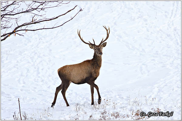 052_red_deer.jpg - Red Deer, Cervus elaphus, Jelen, Location: Fruka gora, Serbia