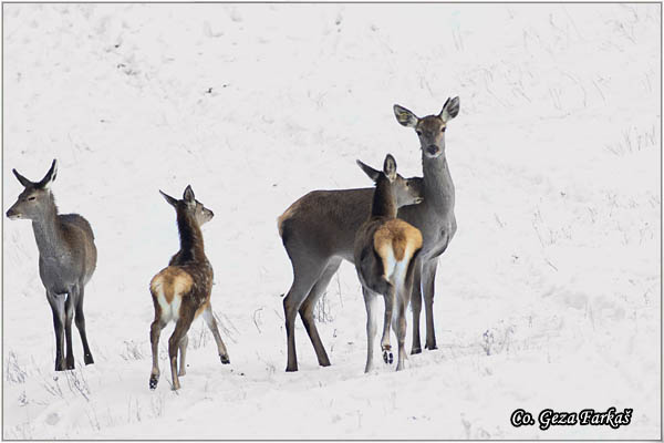 053_red_deer.jpg - Red Deer, Cervus elaphus, Jelen, Location: Fruka gora, Serbia
