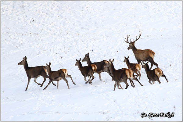 054_red_deer.jpg - Red Deer, Cervus elaphus, Jelen, Location: Fruka gora, Serbia