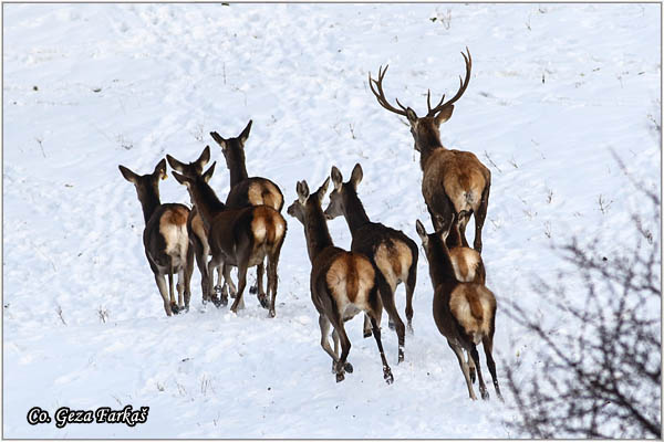 055_red_deer.jpg - Red Deer, Cervus elaphus, Jelen, Location: Fruka gora, Serbia