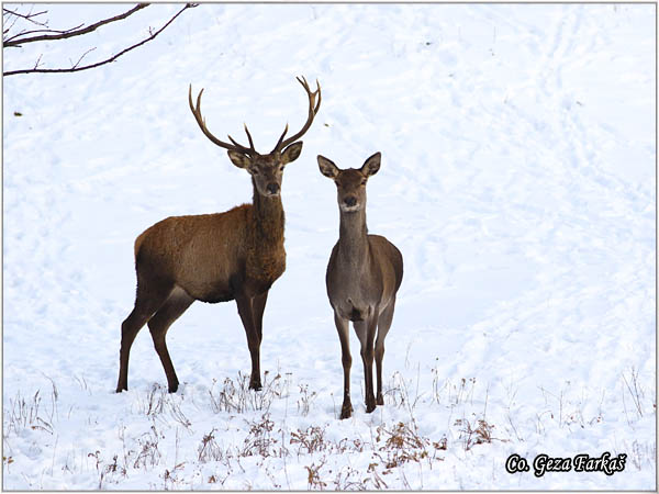 056_red_deer.jpg - Red Deer, Cervus elaphus, Jelen, Location: Fruka gora, Serbia