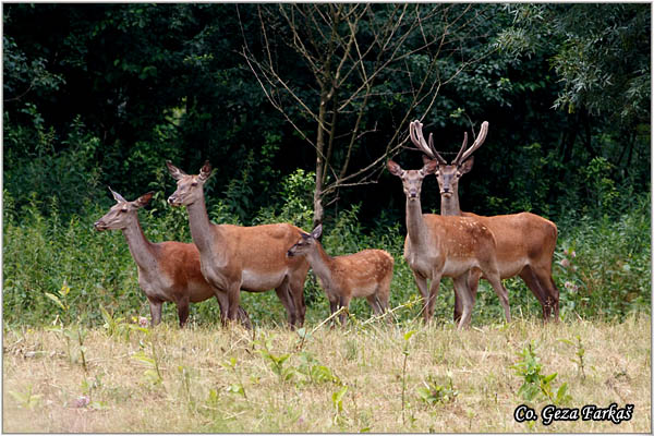 058_red_deer.jpg - Red Deer, Cervus elaphus, Jelen, Location: Gornje podunavlje, Serbia