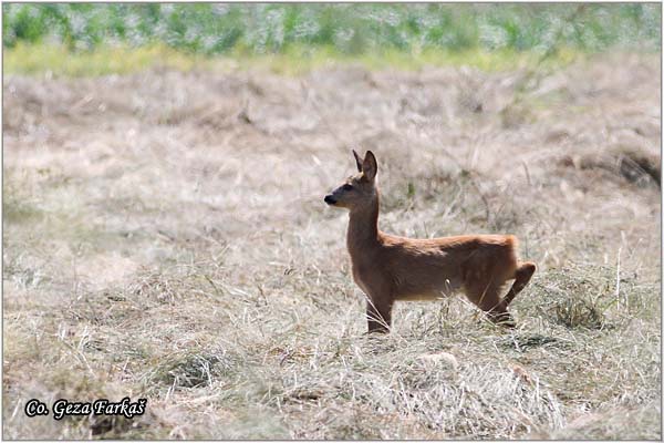151_roe_deer.jpg - Roe Deer,  Capreolus capreolus, Srna,  Mesto - Location: Mokrin panjaci velike droplje, Serbia