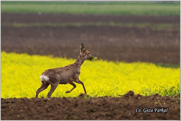 153_roe_deer.jpg - Roe Deer,  Capreolus capreolus, Srna,  Mesto - Location: Slano kopovo, Serbia