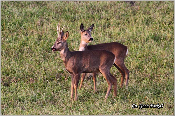 154_roe_deer.jpg - Roe Deer,  Capreolus capreolus, Srna,  Mesto - Location: Slano kopovo, Serbia