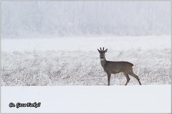 156_roe_deer.jpg - Roe Deer,  Capreolus capreolus, Srna,  Mesto - Location: Slano kopovo, Serbia