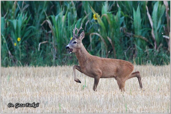 158_roe_deer.jpg - Roe Deer,  Capreolus capreolus, Srna,  Mesto - Location: Slano kopovo, Serbia