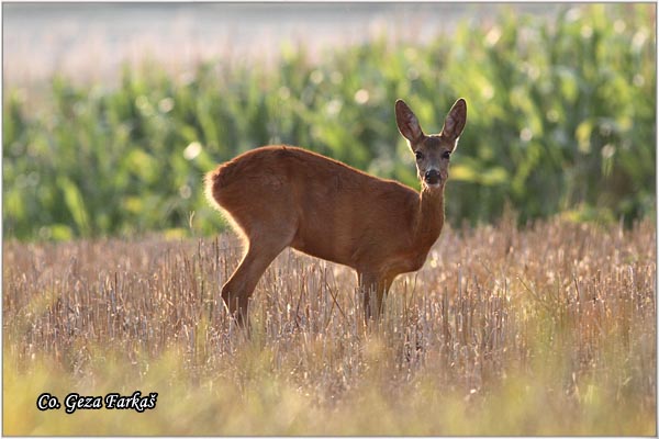 160_roe_deer.jpg - Roe Deer,  Capreolus capreolus, Srna,  Mesto - Location: Slano kopovo, Serbia
