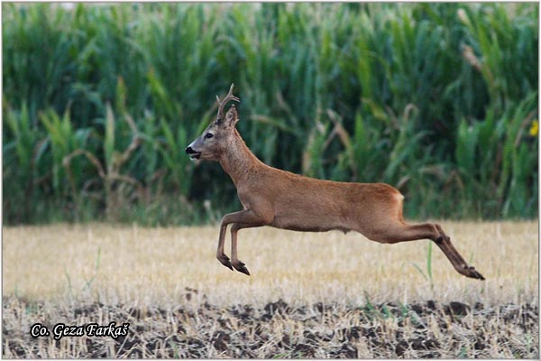 161_roe_deer.jpg - Roe Deer,  Capreolus capreolus, Srna,  Mesto - Location: Slano kopovo, Serbia