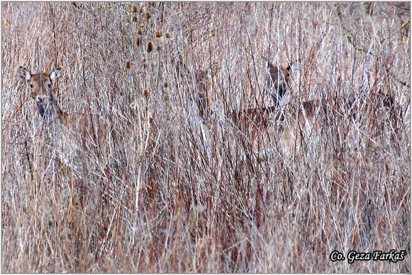 201_fallow_deer.jpg - Fallow deer, Cervus dama, Jelen lopatar, Mesto - Location: Fruka gora - Vorovo, Serbia