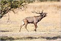 005_red_deer