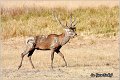 007_red_deer