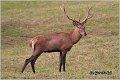 011_red_deer