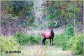 012_red_deer